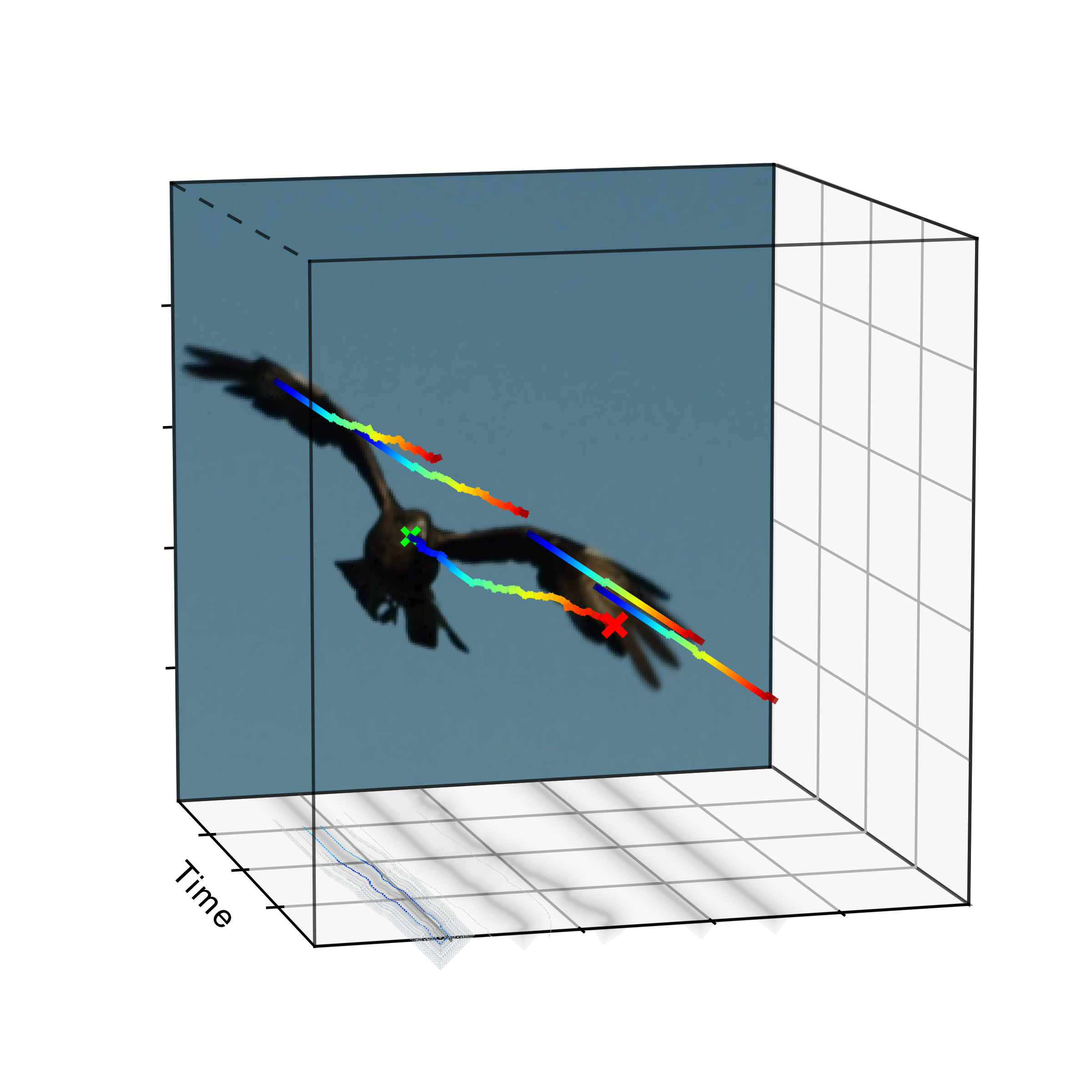 Eagle motion hypothesis showing glide.