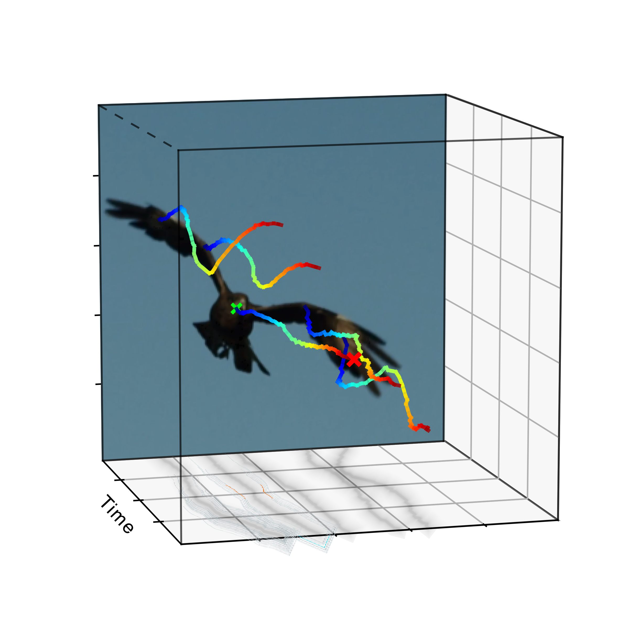 Eagle motion hypothesis showing wing flap.